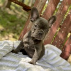 Prod�m ZDRAV� a O�KOVAN� �t��ata francouzsk�ho buldo�ka.