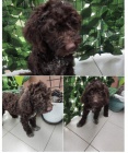 Lagotto Romagnolo tata na prodej