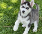 Sibi�sk� husky �t��ata na prodej