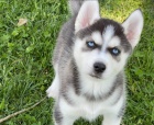 Sibi�sk� husky �t��ata na prodej