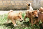 Shiba Inu tata na prodej