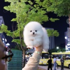 Mini pomeranian - �tenata Fenku