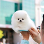 Mini pomeranian - �tenata Fenku