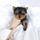 Prod�m �t��ata mini jork��rsk�ho teri�ra.