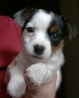 Prodm tata jack russell terira.