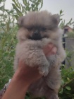 pomeranian krsn psy