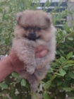 pomeranian krsn psy