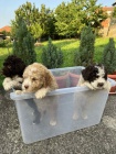 Lagotto Romagnolo tata