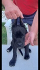 Cane Corso tata