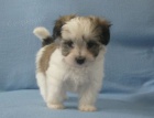 �t��ata havanese na prodej.