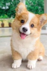 Prod�m �t��ata Pembroke Welsh Corgi.