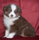 Prod�m �t��ata australsk�ho ov��ka