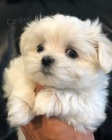 Prodm tata Maltipoo.