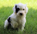 �t��ata portugalsk�ho vodn�ho psa k adopci