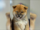 Shiba inu SI 3 kluci