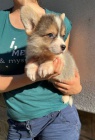 Velsk Corgi Pembroke tata