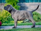 Cane Corso tata DOPORUEN