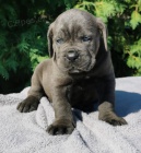 Cane Corso tata DOPORUEN