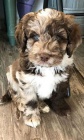 Prodm zdrav tata MINI Aussiedoodle.