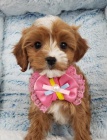 Prod�m o�kovan� a od�erven� �t��ata Cavapoo mini.