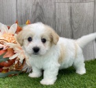 Prod�m roztomil� a zdrav� �t��ata havanese.