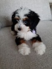 Prod�m �t��ata Bernedoodle.