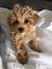 Prod�m mini �t��ata Cavapoo.