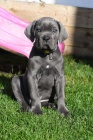 Prodm tata Cane Corso