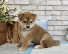 Prodm tata shiba inu