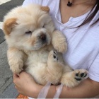 �au �au mini o�kovan� a od�erven� �t��ata na prodej.