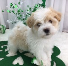 �t��ata havanese na prodej.
