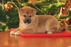 Shiba-inu - Cheb