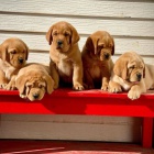 Labradorsk� retr�vr s PP~ Fenecka