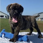 Prod�m kr�sn� o�kovan� a od�erven� �t���tka bullmastiffa