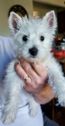 Prodm mini mini tata West Highland White Terriers