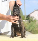 Cane Corso tata