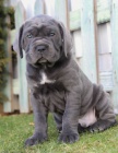 Prodm zdrav okovan tata italskho Cane Corso