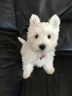 Prodm tata West Highland White Terriers