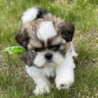 Prodm tata SHIH TZU