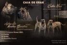 Presa Canario krsn ttka