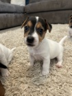 Prod�m zdrav� �t��ata jack russell teri�ra.