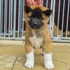 Prodm tata Akita-Inu