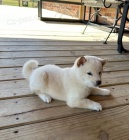 �t��ata shiba inu