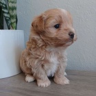 Prodm tata Maltipoo.