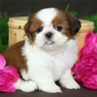 Prodm tata SHIH TZU