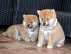 Shiba Inu tata