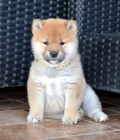 Shiba Inu tata