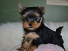 Prod�m mini �t��ata Yorkie.
