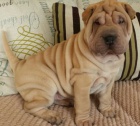 Shar-pei okovan tata na prodej.