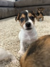 Prod�m �t��ata jack russell teri�ra.